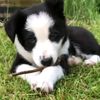 your_favourite_collie_