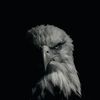 wasem_511.w