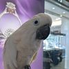 flycockatoo