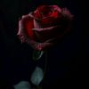 rose_maroon.mfz