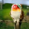 colorfulfox37
