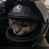 cutepetsfriendly