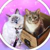 coconut_and_georgie