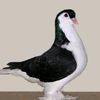 md.siam22405
