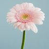 art45703