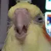 chickenboobmilk