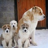 Security dog breed available