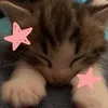 lovely_cat_kitty