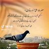 shazia.shk