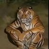 mohammadalhammad328