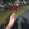 qonul_1