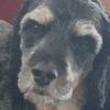 spaniel_boo