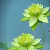 mai.anh0803