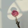 urfavpeony1
