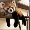redpandaloveromg