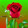 abdullah48692