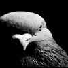 arseniy7060