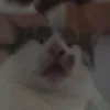 Carlos