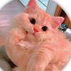 barbie.doll54709