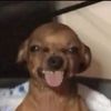 niddrchz3