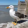 birdlawyers