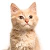gato0044