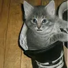 alexithymiahaha