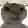 amigodocarro44