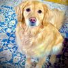 goldenretrieverivyrose
