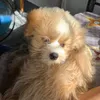 dbesmilla