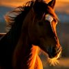 jenni_561733