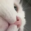 ija_oficialcat