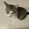 どうぶつが好きじゃなかった人のお家にいるねこ。