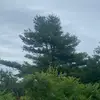 wild_moss_13