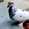 pigeon22425