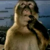 monkey_.228ko