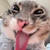 myaowl02