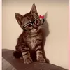 catsss_forever