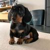 Pawsome Pals
