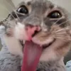lelelelel497
