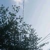 fisaajaa_02