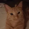 lovcat880