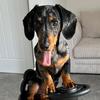 roccothedachshund24