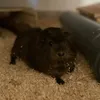 mimicookie67