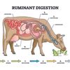 veterinary.technic4