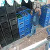 ssekagigo11