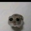 mr.duck4334