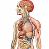 anatomiadocorpohumano0