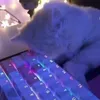 daaavik0