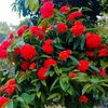 sharmin.nahar89